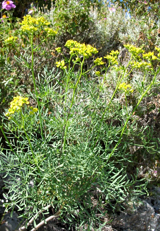 Ruta graveolens / Ruta comune